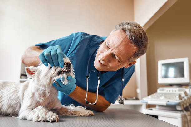 Best Emergency Tooth Extraction in White Pigeon, MI
